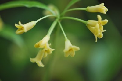 Pittosporum tobira - slizoplod Tobira - květenství